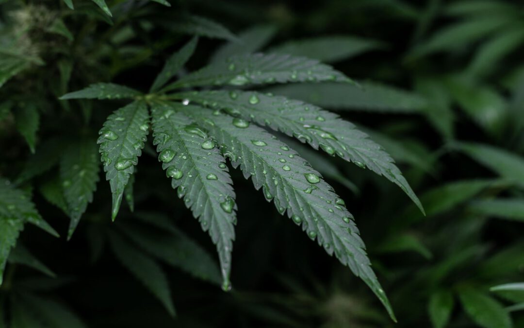 CBD für Sportler: Hanfpflanze selber anbauen?