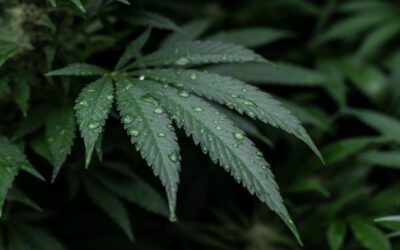 CBD für Sportler: Hanfpflanze selber anbauen?