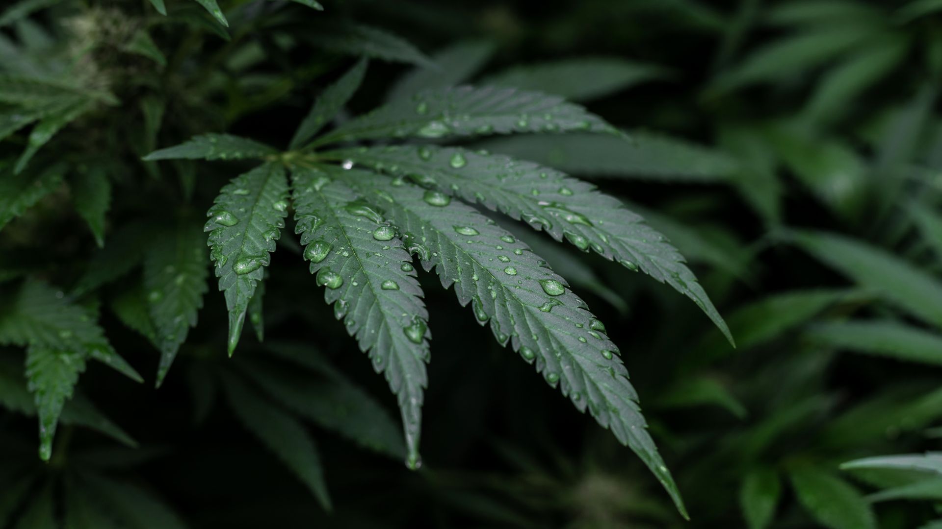 01 CBD Pflanze für Sportler - ©www.canva.com