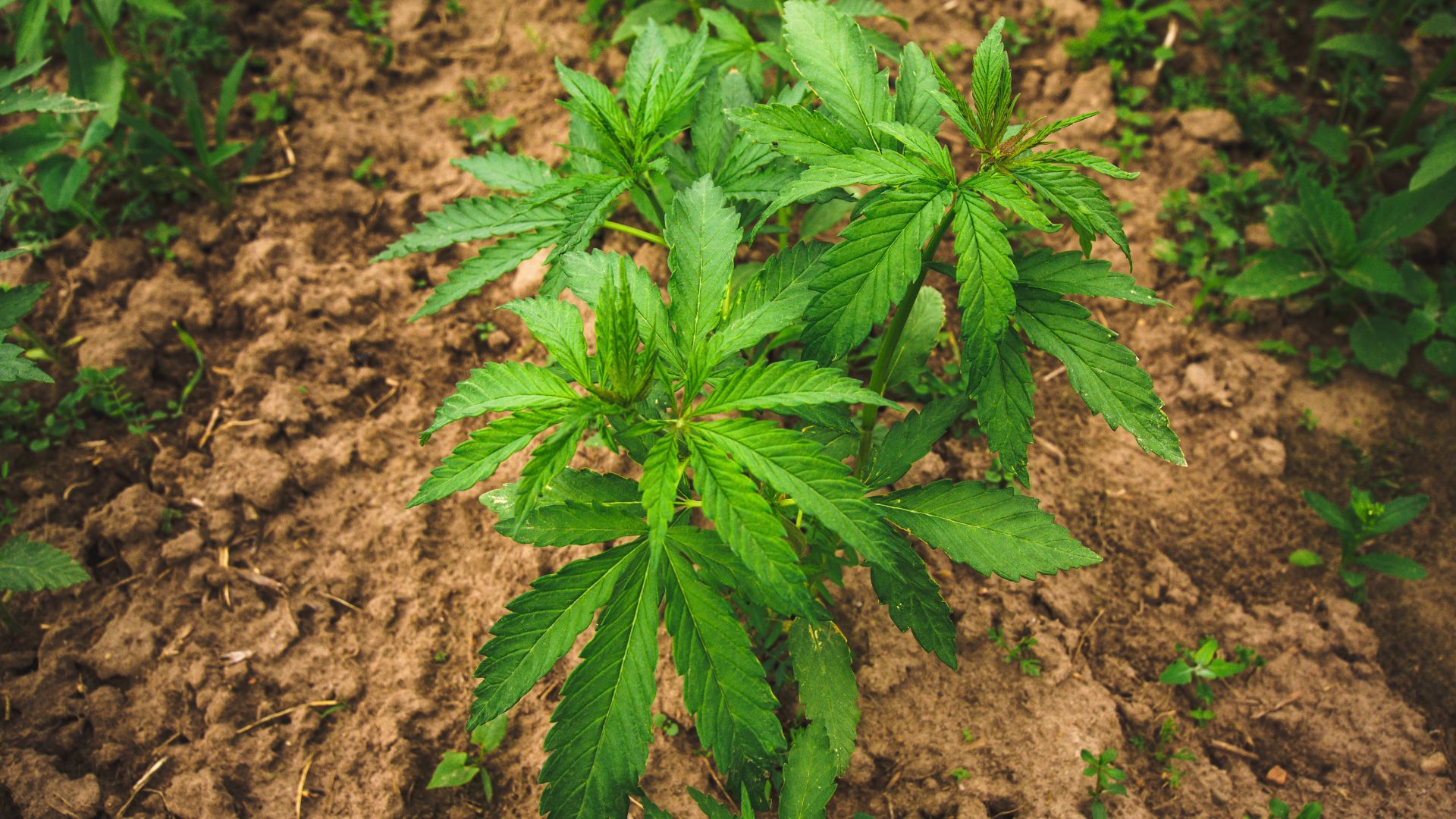 02 CBD Pflanze für Sportler - ©www.canva.com